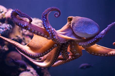 persona 3 devilfish|devil fish octopus.
